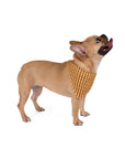 Golden Woof Abstract Glamour Pet Bandana
