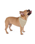 Dashing Dane Divinity Pet Bandana