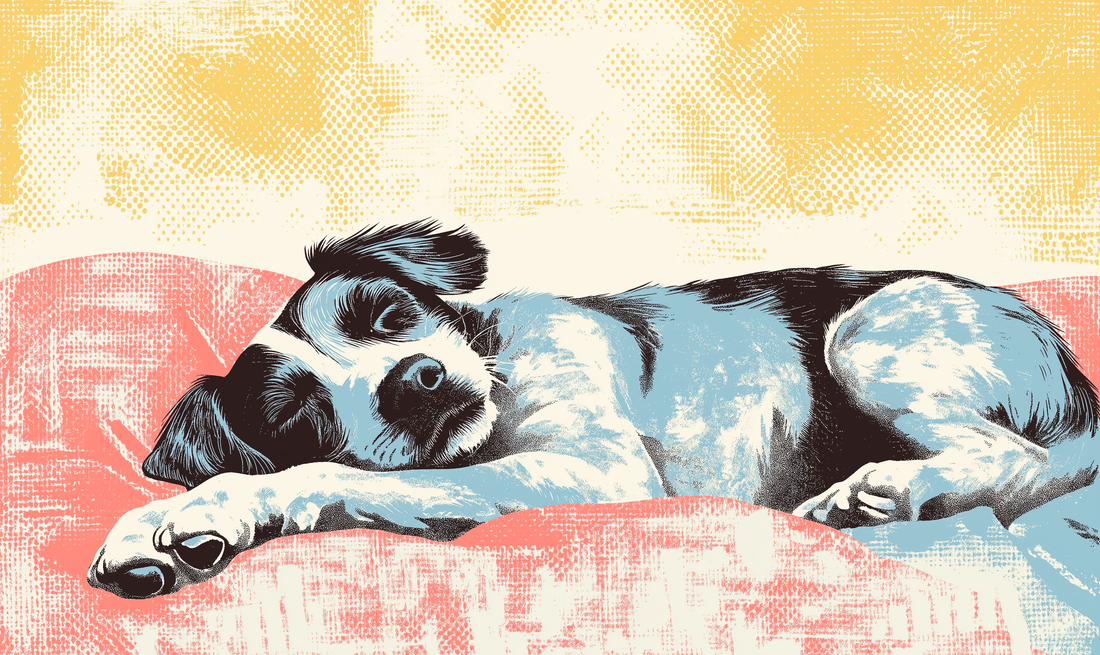 The Art of Canine Comfort: A Pet Parent’s Guide to Keeping Your Dog’s Bed Fresh and Clean