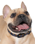 Royal Rottweiler Regalia Dog Collar