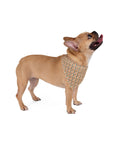 Dazzling Great Dane Dreamscape Pet Bandana