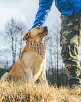 Customised Dog Bandana