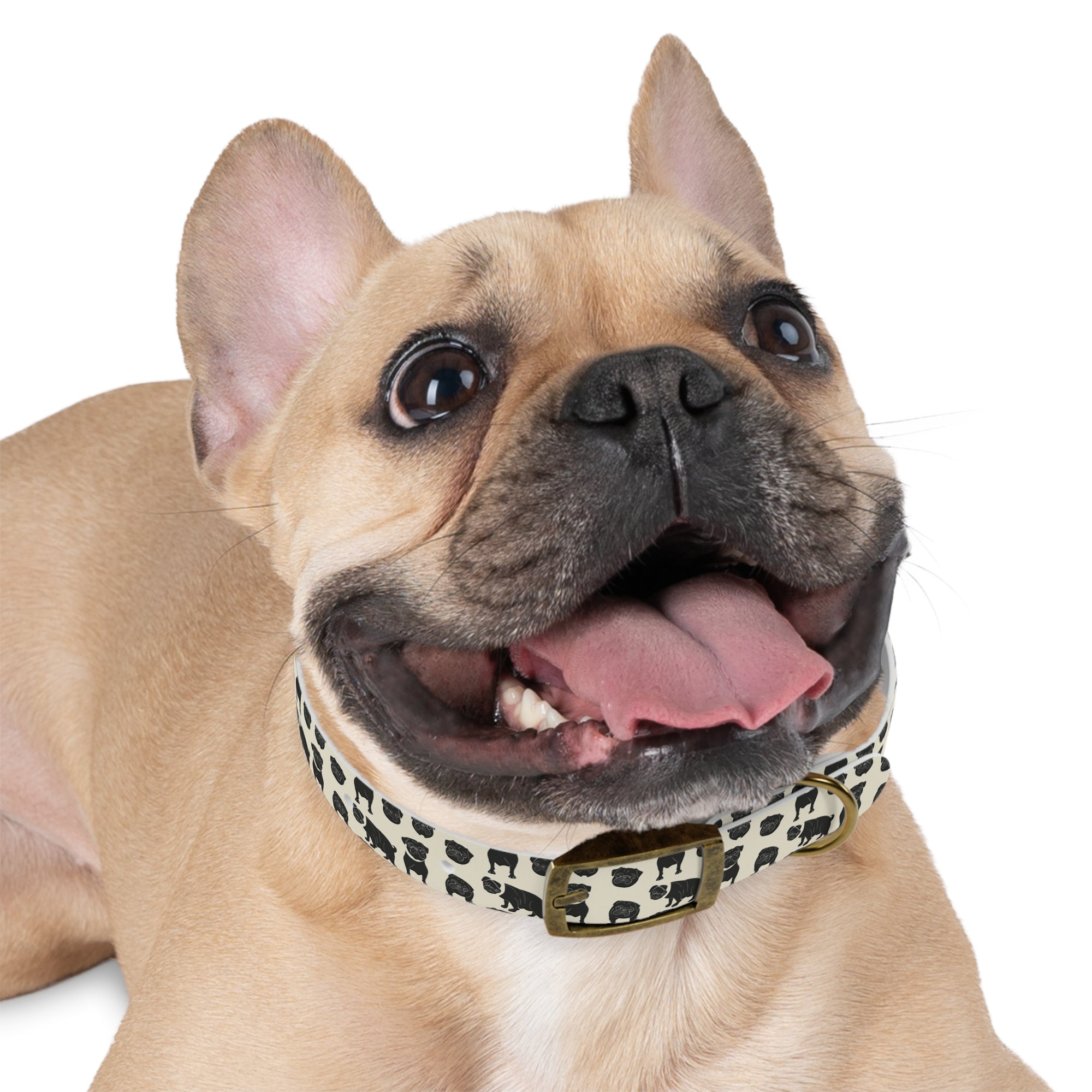 Puggie Pout Perfection Dog Collar