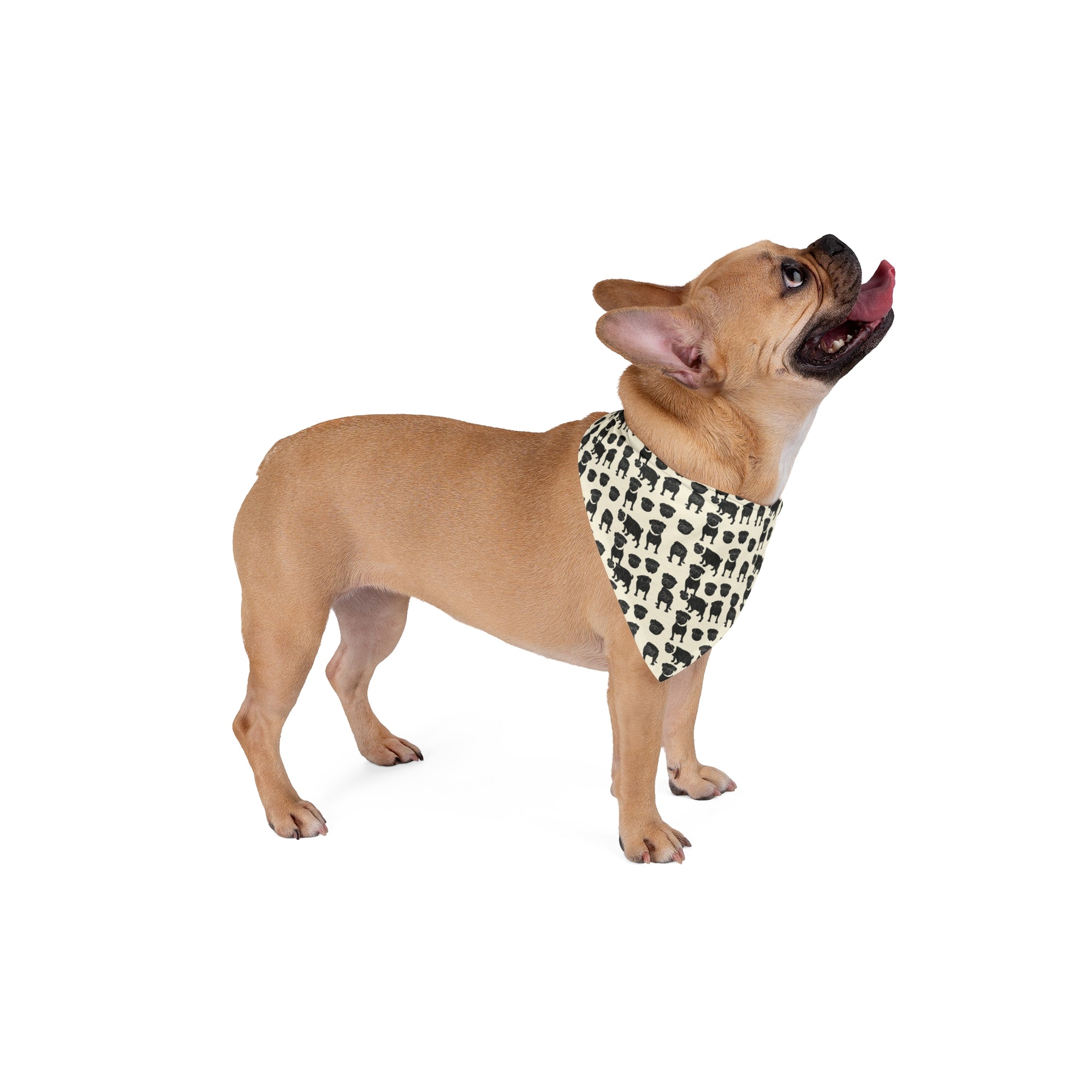 Puggie Pout Perfection Pet Bandana